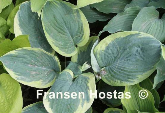 Hosta Gil Jones